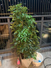 錦楓大型植物鴨腳木盆栽辦公室客廳大型綠植四季常青八方來(lái)財鴨掌木 1.2-1.4m鴨腳木(菱形水泥盆) 含盆 曬單實(shí)拍圖