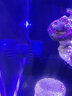 捷寶（Jebao）智能變頻造浪泵水族箱沖浪器強(qiáng)磁吸設(shè)計(jì)海水淡水迷你小型造流泵 安靜【迷你-手動】0.3米以下魚缸 曬單實(shí)拍圖