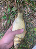 小鳳仙錘頭尾夜光漂醒目魚(yú)漂野釣加粗橄欖尾大物日夜兩用電子漂鰱鳙浮漂 L-DJ08 鯽鯉草鳊 吃鉛約3.8g 日夜兩用(咬鉤變色)1支裝 曬單實(shí)拍圖