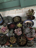 花絡(luò )閣烏木黑檀汁純種 多肉植物冬云室內桌面盆栽肉肉 曬單實(shí)拍圖