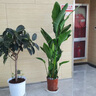 植季天堂鳥(niǎo)盆栽客廳綠植辦公室內大型植物新房家用吸甲醛花卉凈化空氣 6-7株-1.6-1.7米-原生膠盆 含盆 曬單實(shí)拍圖