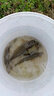 南北日本大一針子線雙鉤成品仕掛白袖新關(guān)東伊勢(shì)尼伊豆鯽鯉魚釣鉤套裝 伊豆有刺6#+1.2#線 曬單實(shí)拍圖