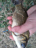 力丸 超短子線(xiàn)雙鉤成品綁好全套鯽魚(yú)鉤溪流野釣金袖伊豆金海夕小魚(yú)鉤 短子線(xiàn)雙鉤 金袖有刺【鉤號3/4線(xiàn)號0.6/0.8】 曬單實(shí)拍圖