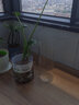 奇敬 玫瑰花瓶富貴竹馬醉木水培植物插花瓶客廳辦公桌玻璃花瓶擺件 口徑12x高度30cm【厚度均勻】 玻璃 曬單實(shí)拍圖