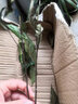 登越茶葉苗 南方種植 烏牛早茶苗濃香型茶葉苗 浙江五牛茶樹(shù)苗 茶樹(shù)苗 1年苗15顆起拍發(fā)貨 30cm(含)-40cm(不含) 曬單實(shí)拍圖