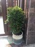 仙植緣鴨腳木八方來財(cái)大型盆栽室內(nèi)外陽臺觀葉植物吸甲醛同城綠植 鴨腳木（白瓷盆）約1.3-1.4米 曬單實(shí)拍圖