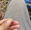 杰米仕 魚線主線組斑點(diǎn)隱形手工綁好成品線組臺(tái)釣魚線套裝主線無魚鉤組合 線號(hào)#3.0 八字環(huán)款 6組裝7.2米 曬單實(shí)拍圖