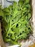 京營(yíng)新鮮冰草冰菜輕食沙拉菜火鍋食材生吃即食涼拌菜現摘蔬菜整箱批發(fā) 【順豐速發(fā)+精選冰草+送醬】 1斤 曬單實(shí)拍圖