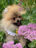京狼圖騰雙血統(tǒng)純種博美幼犬寵物狗狗博美犬活體小型犬茶杯犬活體長不大 血統(tǒng)級(jí) 1 曬單實(shí)拍圖