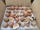 洪湖寡雞蛋 小天鵝毛蛋雞胚蛋新鮮喜蛋鳳凰蛋18-20天毛胚蛋生 30枚 曬單實(shí)拍圖
