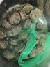 皓謙【JD京鮮配送】湖北新鮮馬蹄荸薺大地脆栗梨農家水果餑薺蔬菜 1000g 曬單實(shí)拍圖
