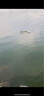 釣魚(yú)王  翹嘴子線(xiàn)雙鉤加長(cháng)金海夕鉤翹嘴鳊魚(yú)線(xiàn)組 鉤11#線(xiàn)2.5#1.6米,6付 曬單實(shí)拍圖