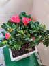 綠絲絳杜鵑花盆栽花苗四季花卉辦公室內陽(yáng)臺桌面家居擺放耐寒植物好物 紅色杜鵑【原裝盆土】 曬單實(shí)拍圖