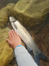 黑帶涉水精工魚竿手竿5H19調(diào)捍魔師專享版超輕超硬28調(diào)青草鯉鯽竿野釣黑坑搶魚臺釣竿競技長節(jié)大物竿 【4H28調(diào)】九段飛流5.4米+竿止 曬單實拍圖