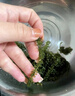 云山半鹽漬海葡萄100g*3即食兒童涼拌菜魚(yú)子醬火鍋商家用贈6種蘸料海藻 曬單實(shí)拍圖