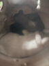 澳洲蜜袋鼯蜜袋活體幼崽蜜袋鼬口袋寵物小飛鼠好養(yǎng)活粘人糧食 普色奶蜜(28-30天) 公 曬單實(shí)拍圖