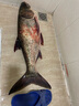 達億瓦（DAIWA）凜風(fēng)剛  28調輕硬手竿 黑坑綜合竿 臺釣竿 碳素釣魚(yú)竿魚(yú)桿 5米4（剛五） 曬單實(shí)拍圖