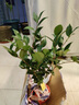 茶花盆栽五色赤丹帶原土四季香妃樹苗山茶花盆栽室內(nèi)烈香濃香型裝 金花茶 三年苗 曬單實(shí)拍圖