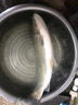 化氏餌料野釣專釣鯉魚的餌料黑坑釣鯉魚餌料配方水庫紅薯鯉 紅薯鯉300g 曬單實(shí)拍圖