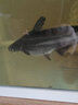 DEERA藍鯊魚(yú)飼料虎頭鯊飼料成吉思汗鯊魚(yú)飼料虎頭鯊藍鯊沉底飼料 5mm下沉顆粒700ml 曬單實(shí)拍圖