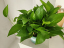 雙盟綠蘿盆栽除甲醛花卉綠植辦公室新房?jī)艋諝?80加侖4盆裝源頭直發(fā) 曬單實(shí)拍圖