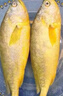海名威三去大黃魚新鮮速凍鮮活海魚斤寧德小黃魚海鮮深海大黃魚清蒸黃魚 三去黃花魚400g*1份 曬單實(shí)拍圖