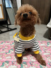 MIKI PAD狗狗衣服小型犬春秋款貓咪衣服四腳衣可牽引小狗衣服泰迪比熊 黃色小熊背帶褲 M背長30cm（參考體重5-8斤） 曬單實(shí)拍圖