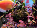 森淵（SENYUAN）魚(yú)缸沉木造景莫斯水草散裝莫絲陰性活體植物火焰大三角鹿角苔垂淚 翠綠色 火山石美鳳5-8cm 曬單實(shí)拍圖