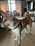 HUNTER德國進(jìn)口馬鞍形狗狗寵物真皮胸背帶小中大型犬牛皮遛狗胸背式牽引 黑色 S【腹部 48 - 69 厘米】 曬單實(shí)拍圖