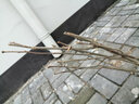 扶?；缰匕甏蠡鹃然缢募竞灭B反復開(kāi)花重瓣盆栽紅色朱瑾 紅色重瓣 3年苗 曬單實(shí)拍圖
