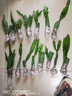 金枝景令箭荷花 仙人掌多肉植物 葉片扦插苗 帶根發(fā)貨 紫紅10~20厘米高 不含盆 曬單實(shí)拍圖
