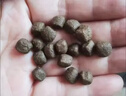 倍她寵東德專用大顆粒肉球狗糧黑狼犬狗糧中大型犬成犬幼犬糧補鈣壯骨糧 小顆粒（適用于犬齡六個月以下） 高蛋白肉球糧10斤 全犬期 東德牧羊犬 曬單實拍圖