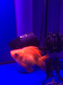 松寶松寶 魚(yú)缸造浪泵 水族箱沖浪泵 魚(yú)缸增氧泵 水族用品 WP400M配100-120cm魚(yú)缸15W 曬單實(shí)拍圖