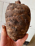 昭通天麻;ZHAOTONG RHIZOMA GASTRODIAE天麻 云南昭通新鮮天麻 小草壩深山老林烏天麻 滋補(bǔ)食材 非 黃金 特大果（3-4個(gè)每斤） 1斤試吃 曬單實(shí)拍圖