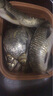 阿盧c08高靈敏度鯽魚(yú)漂鯉魚(yú)漂蘆葦浮漂加粗醒目黑坑野釣混養(yǎng)浮標(biāo)官方 LPC08暗紅大紅大綠加粗2目15目 4號(hào)（吃鉛約1.65g） 曬單實(shí)拍圖