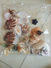 曦凰天然貝殼海螺殼海星珊瑚石兒童玩具裝飾擺件DIY卷貝魚寄居蟹 套餐五:1斤螺貝+1個(gè)琉璃海星 曬單實(shí)拍圖