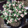 盆栽多肉植物稀有品種肉肉花卉室內(nèi)盆景好養(yǎng)雅樂之舞綠植 金枝玉葉不含盆(一棵裝) 帶盆栽好 曬單實(shí)拍圖