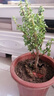御春閣大葉玉樹(shù)盆栽陽(yáng)臺室內綠植辦公室花卉多肉植物燕子掌金枝玉葉盆栽 青葉金枝干玉葉高20厘米 曬單實(shí)拍圖