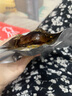 水一方 SEA FORTUNE現(xiàn)烤香辣魷魚條耐嚼魷魚絲50g大連特產(chǎn)海味零食源頭直發(fā)包郵 曬單實(shí)拍圖