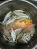 黃金眼小碎目高靈敏魚漂冬釣輕口鯽魚漂高靈敏黃金眼蘆葦浮漂 L-1009 1號(hào)(小碎目) 曬單實(shí)拍圖