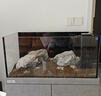 ds迪順新款魚(yú)缸溪流缸客廳家用超白玻璃水族箱蘭壽底濾金魚(yú)缸 巖石灰不帶燈 80*40*123cm(單出水口）缸高40 曬單實(shí)拍圖