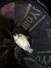 小鳳仙錘頭尾夜光漂醒目魚漂野釣加粗橄欖尾大物日夜兩用電子漂鰱鳙浮漂 L-DJ12 大物專攻 吃鉛約6.8g 日夜兩用(咬鉤變色)1支裝 曬單實拍圖