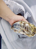 特倍鮮 乳山生蠔 鮮活4+ 凈重4斤 新鮮海產(chǎn)牡蠣海蠣子禮盒裝約8-12個(gè) 曬單實(shí)拍圖