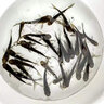 花鰱魚苗大規(guī)格淡水養(yǎng)殖活體大頭魚食用半斤胖頭魚雄魚鰱鳙魚苗 26條10-13厘米花鰱魚苗加4條損 曬單實拍圖
