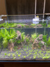 玩家寶貝水草泥亞馬遜種植泥黑泥水晶蝦泥小魚(yú)缸布景水草缸底沙含肥魚(yú)缸底 水草泥-2包（共4斤） 曬單實(shí)拍圖