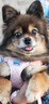 puppytie狗狗牽引繩小型犬狗繩遛狗繩背心式泰迪柯基寵物胸背帶狗狗胸背帶 櫻花粉-胸背帶+牽引繩 S-小型 建議8-16斤 曬單實拍圖