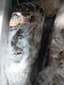 壹家盛生鮮小青龍蝦冰鮮冷凍小青龍仔 海鮮大蝦大龍蝦年貨送禮海鮮禮盒 【3-3.3斤】共4-6只 曬單實(shí)拍圖