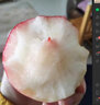 澤鮮達春雪水蜜桃新鮮脆甜雪桃子當季現摘金秋蜜冬桃孕婦水果禮盒裝 1斤品質(zhì)裝 曬單實(shí)拍圖