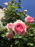 壹植粉色龍沙寶石薔薇爬藤本月季花苗盆栽四季濃香玫瑰花卉植物庭院開(kāi) 【開(kāi)花機器】粉龍沙寶石中苗 裸根不帶土 曬單實(shí)拍圖