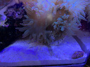 興國海（Singoseafarm）翻沙海星 活體海水魚觀賞紅海星藍(lán)魚缸興國海洋農(nóng)場快遞包活 翻砂海星4-8cm 曬單實(shí)拍圖